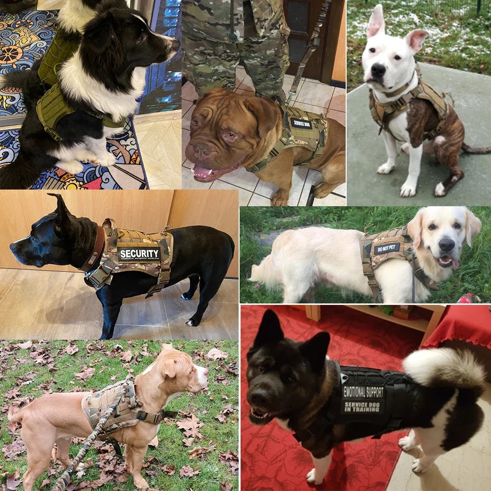 PatrolPro Harness & Leash